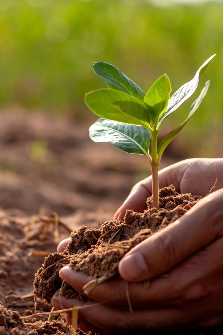 Soil
